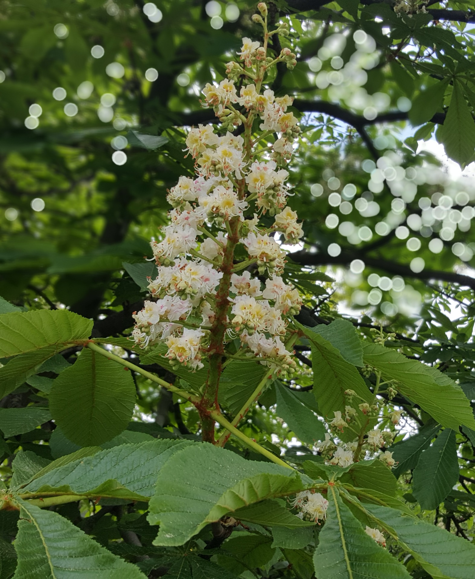 Bachovy květové esence - White Chestnut