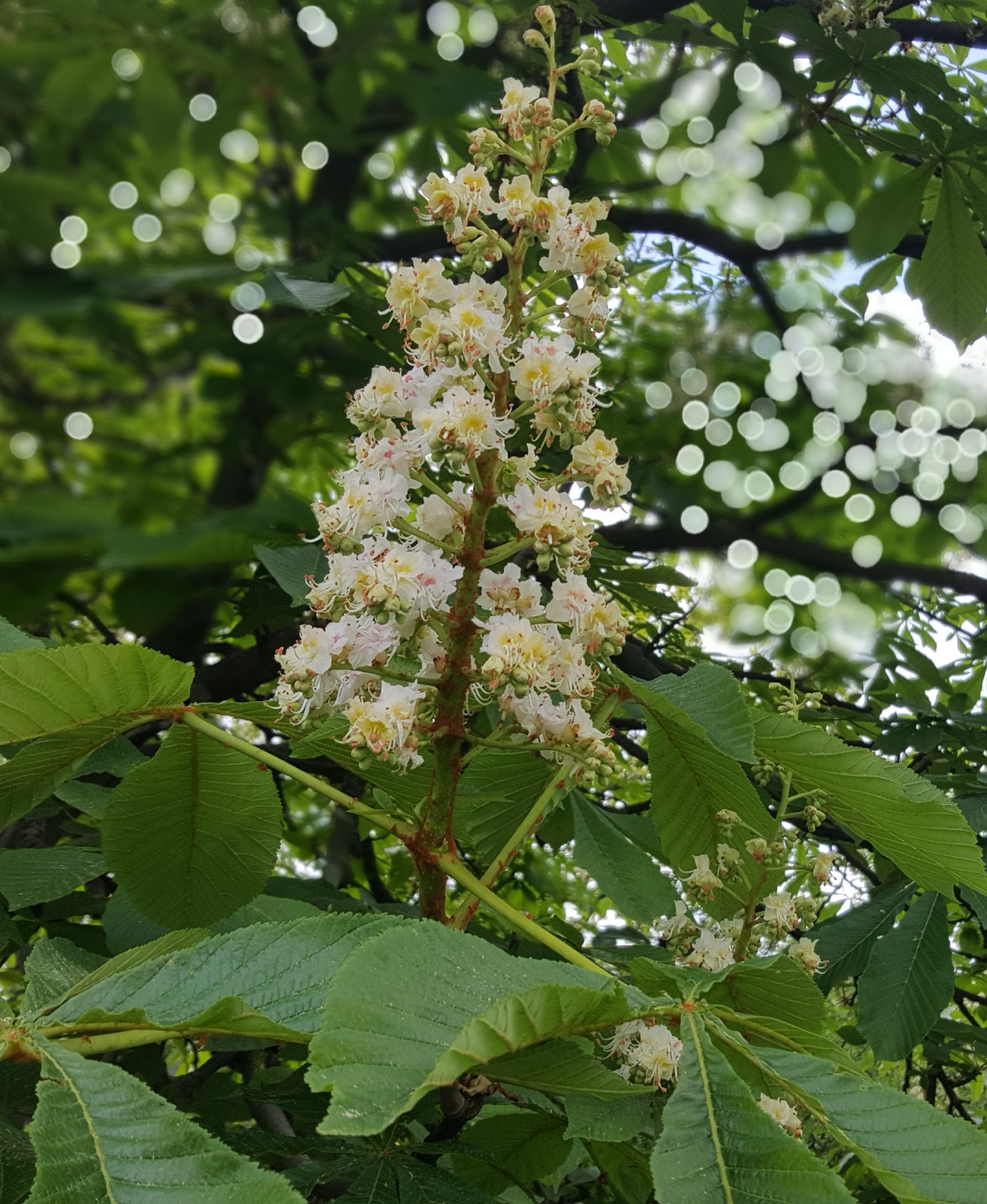 Bachovy květové esence - White Chestnut 