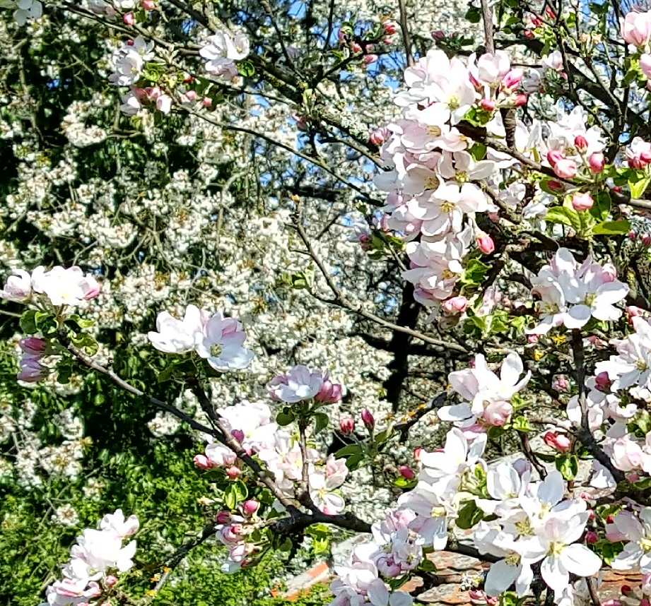 Bachovy květové esence - Crab Apple