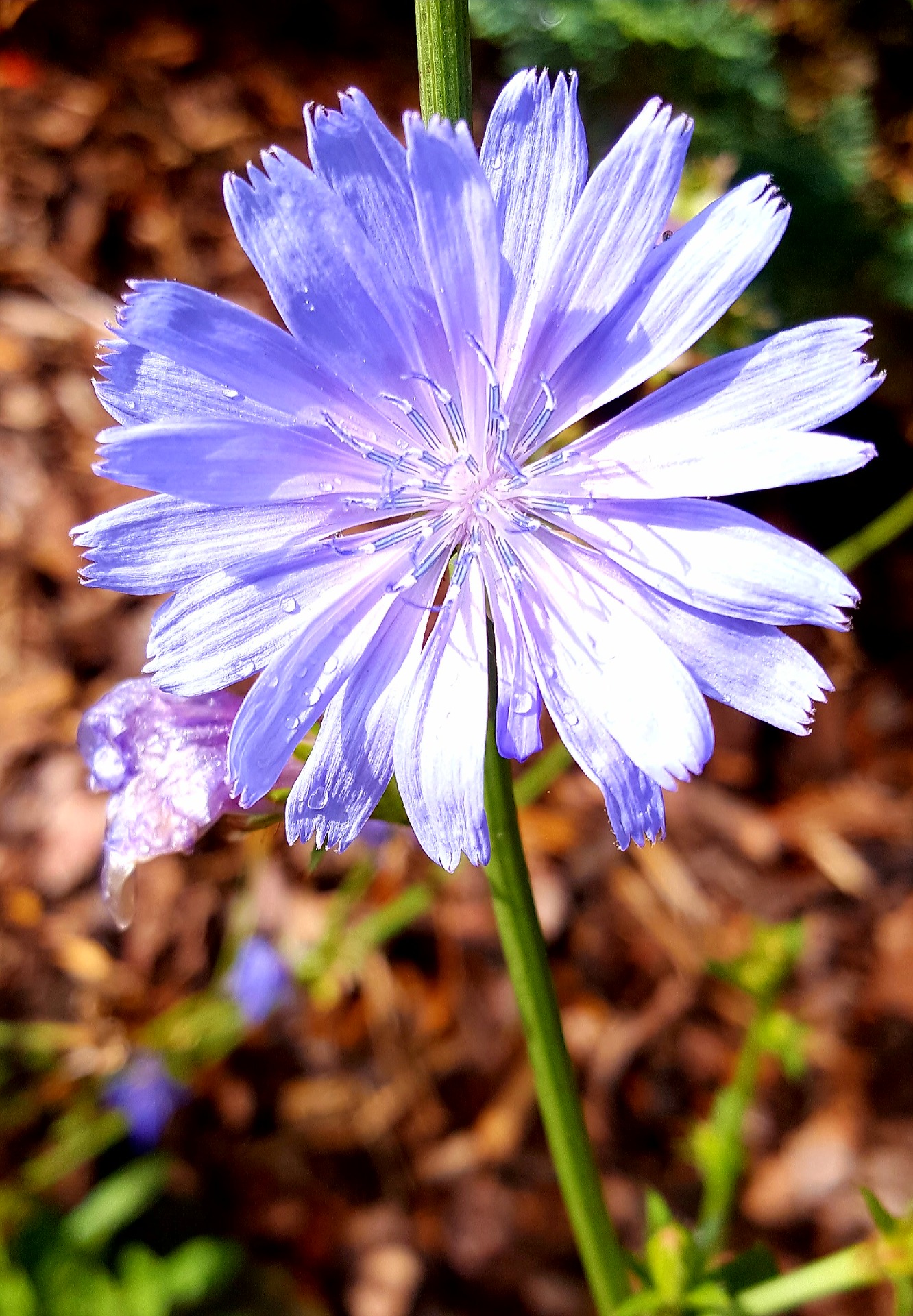 Bachovy květové esence - Chicory 