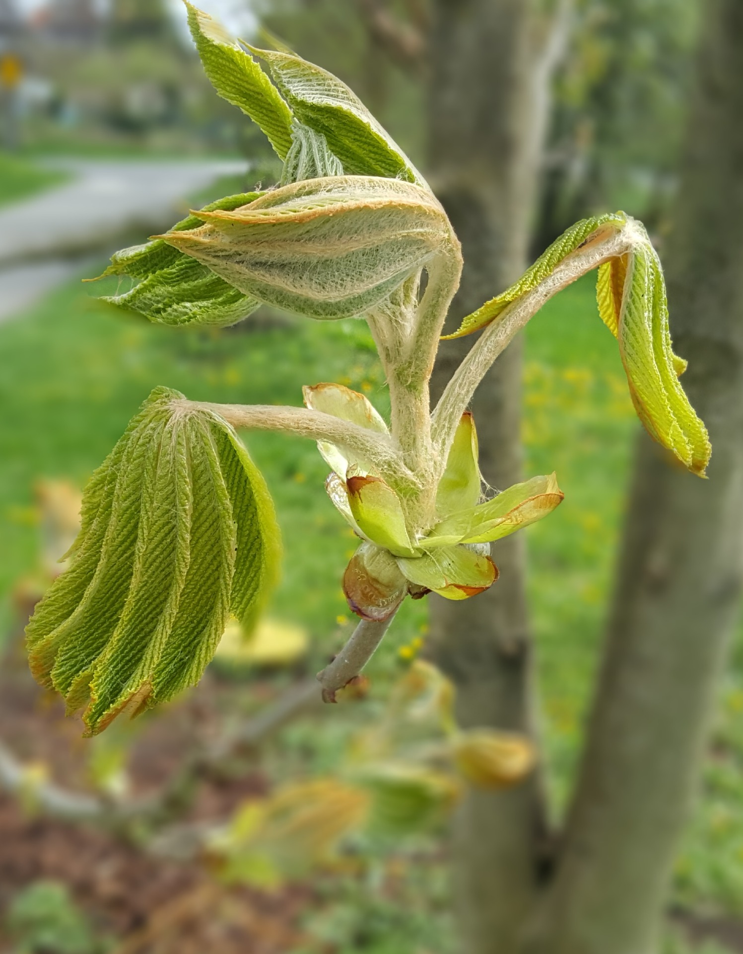 Bachovy květové esence - Chestnut Bud