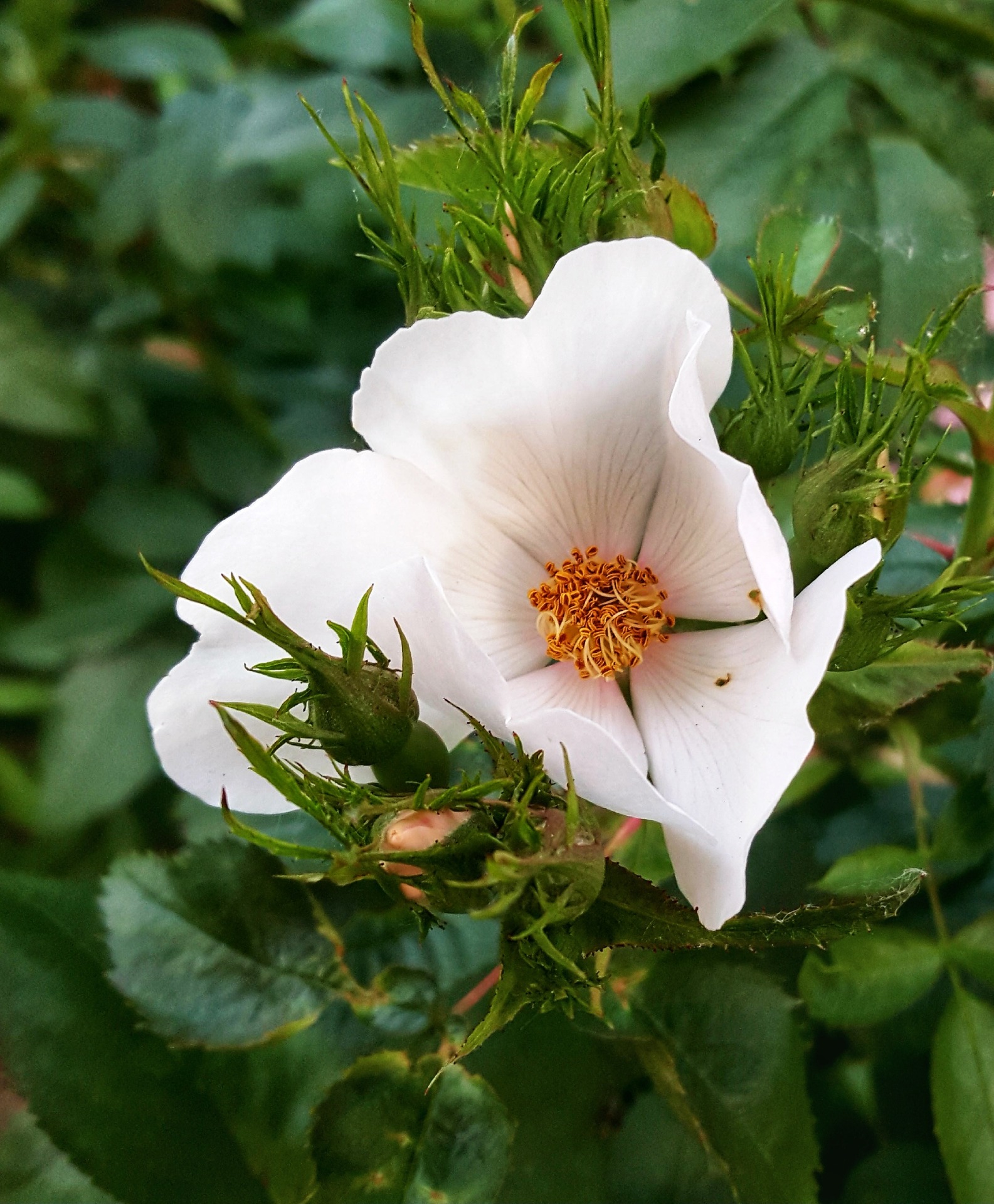 Bachovy květové esence - Wild Rose