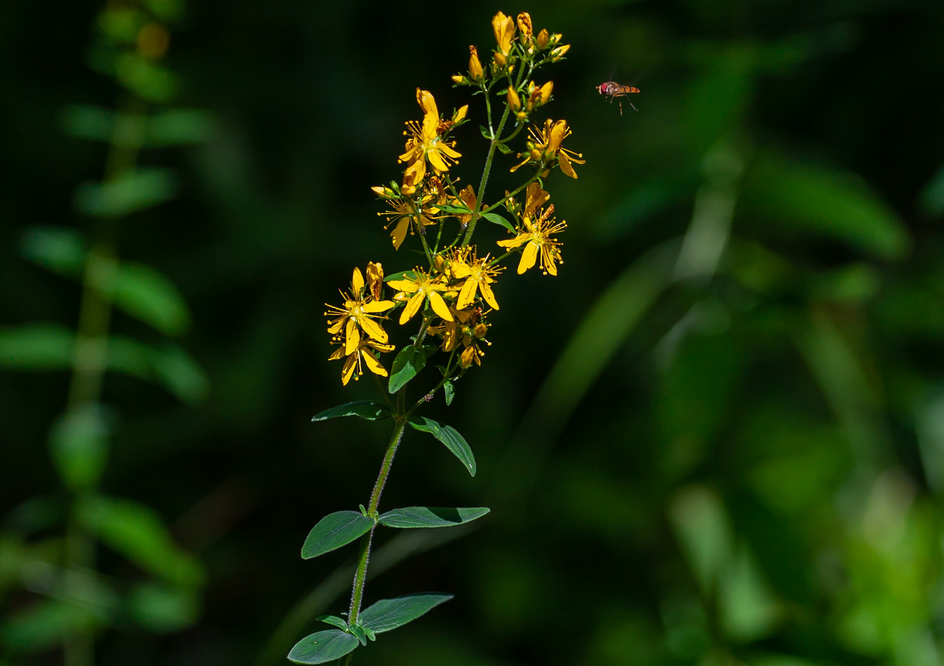 Bachovy květové esence - Agrimony 