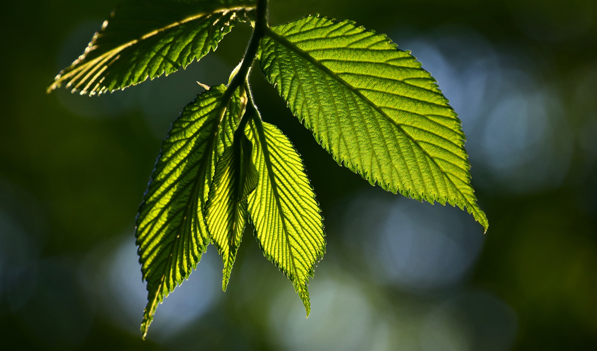 Bachovy květové esence - Beech