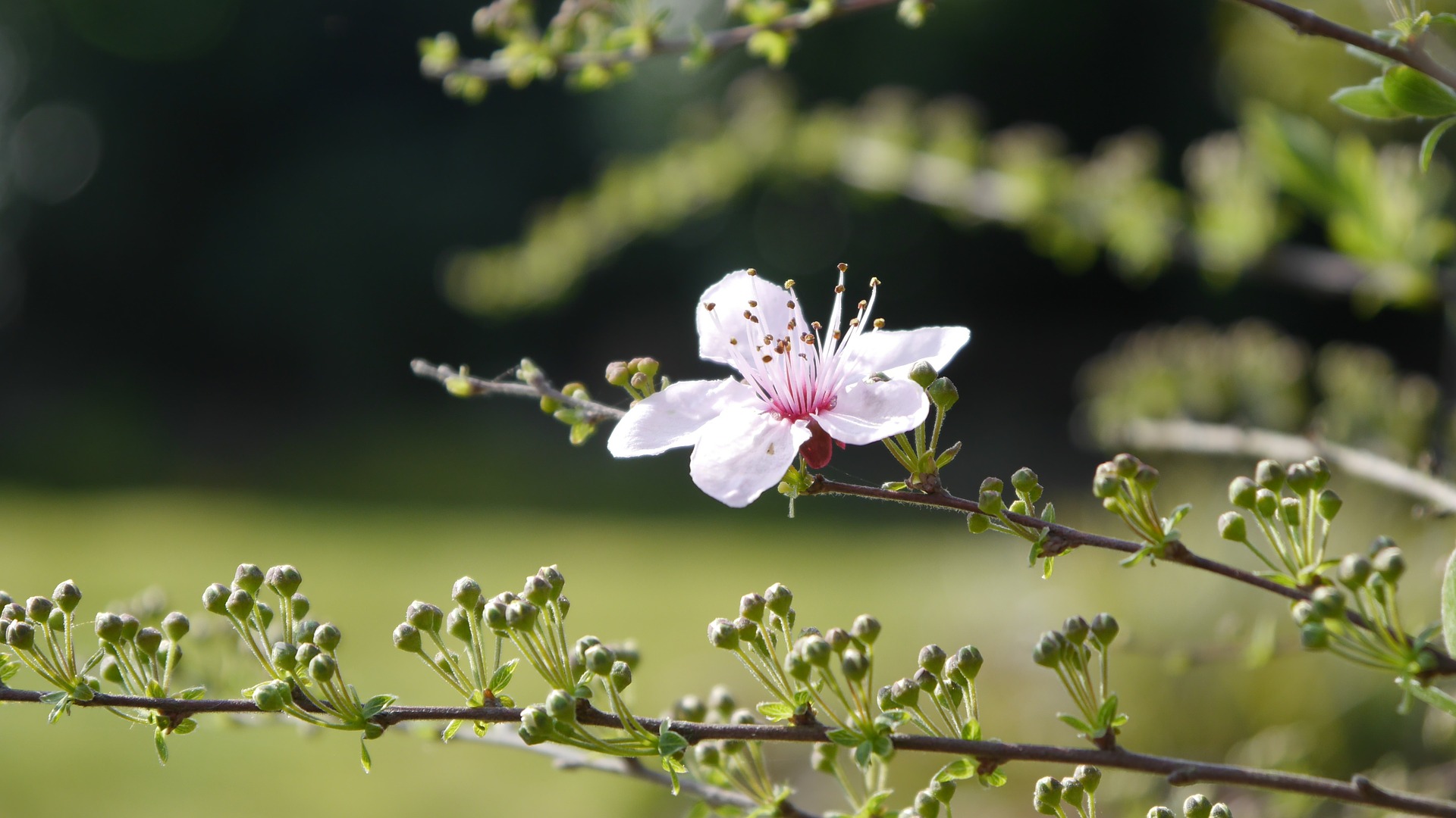 Bachovy květové esence - Cherry Plum