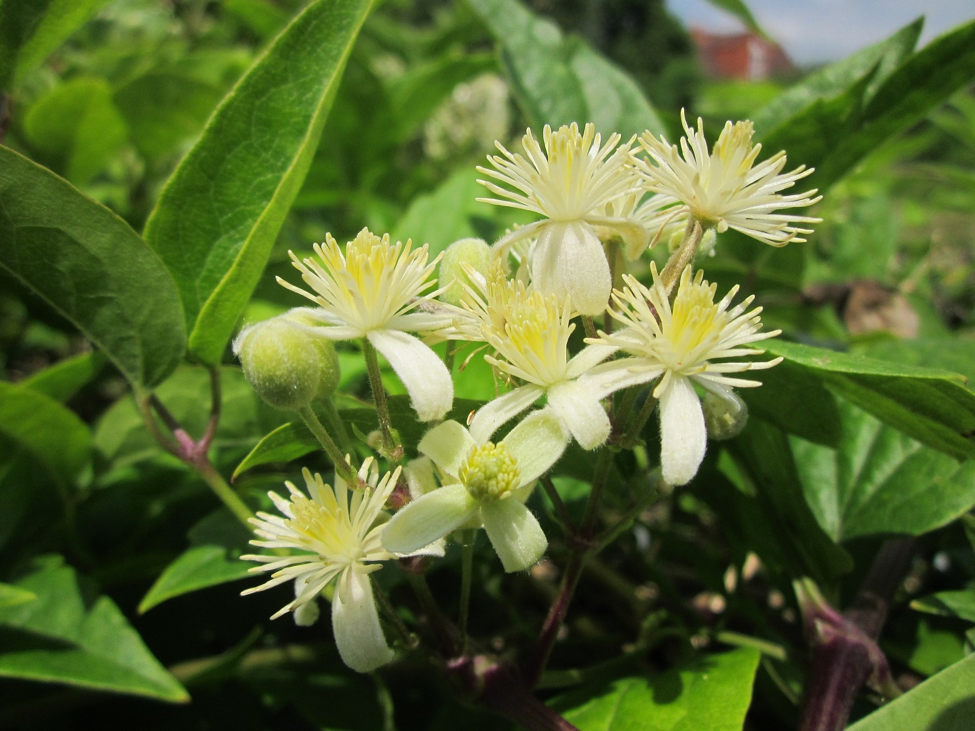 Bachovy květové esence - Clematis