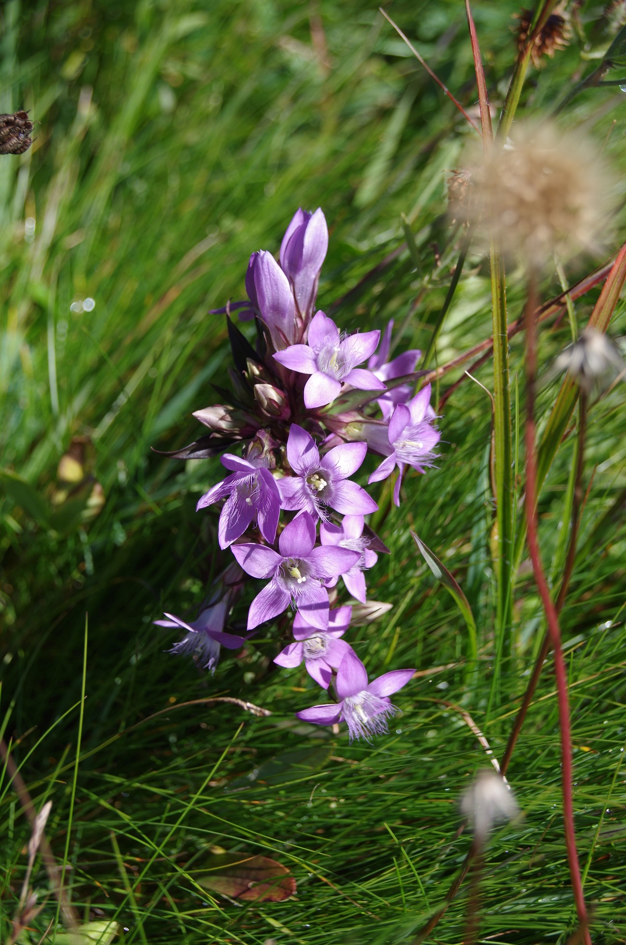 Bachovy květové esence - Gentian 