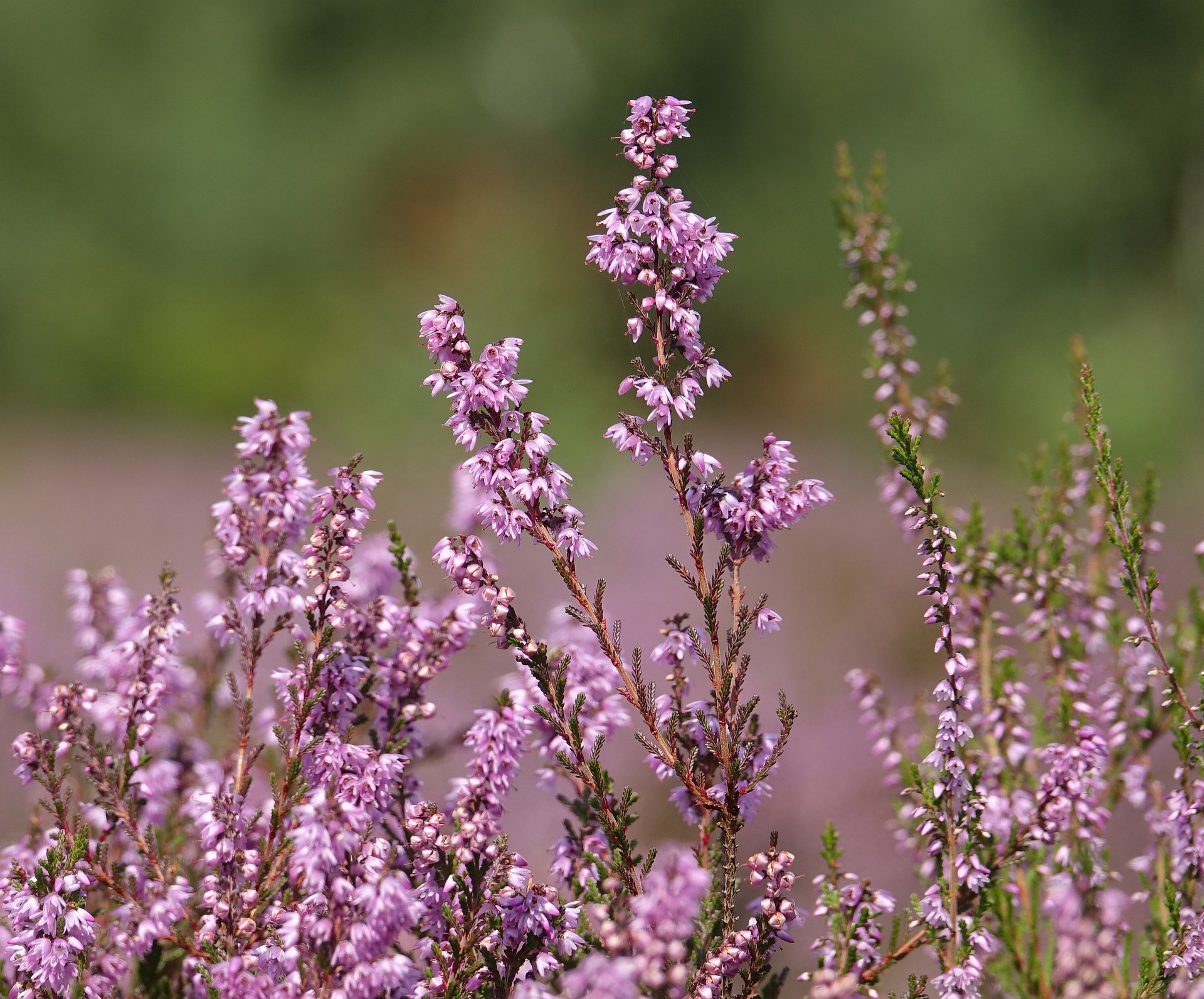 Bachovy květové esence - Heather
