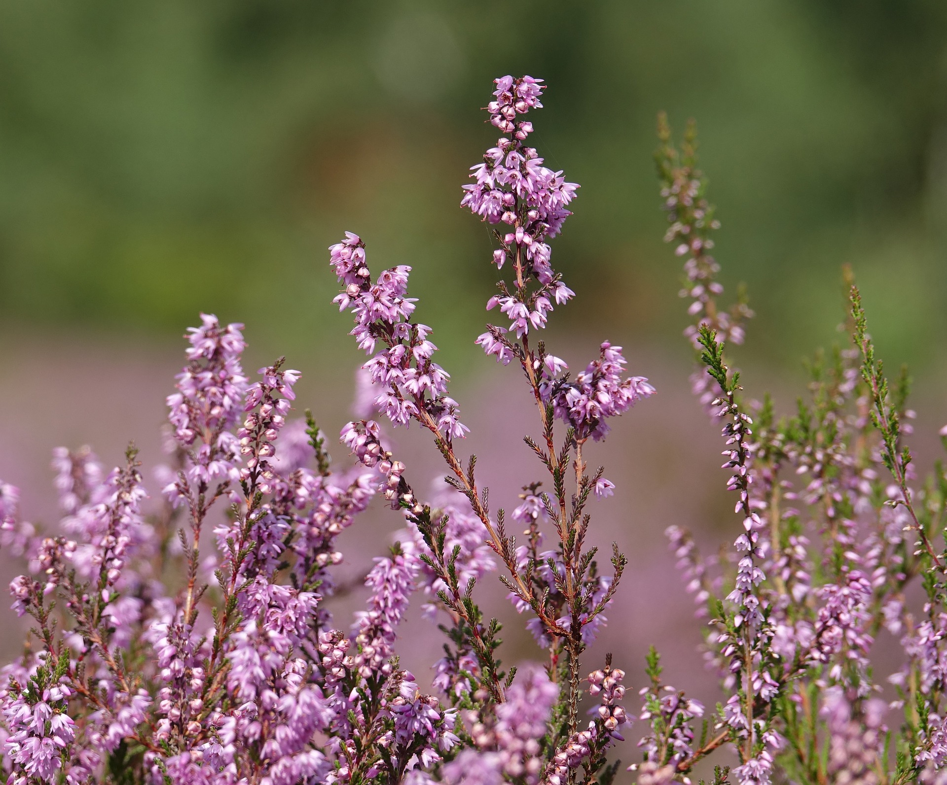 Bachovy květové esence - Heather 