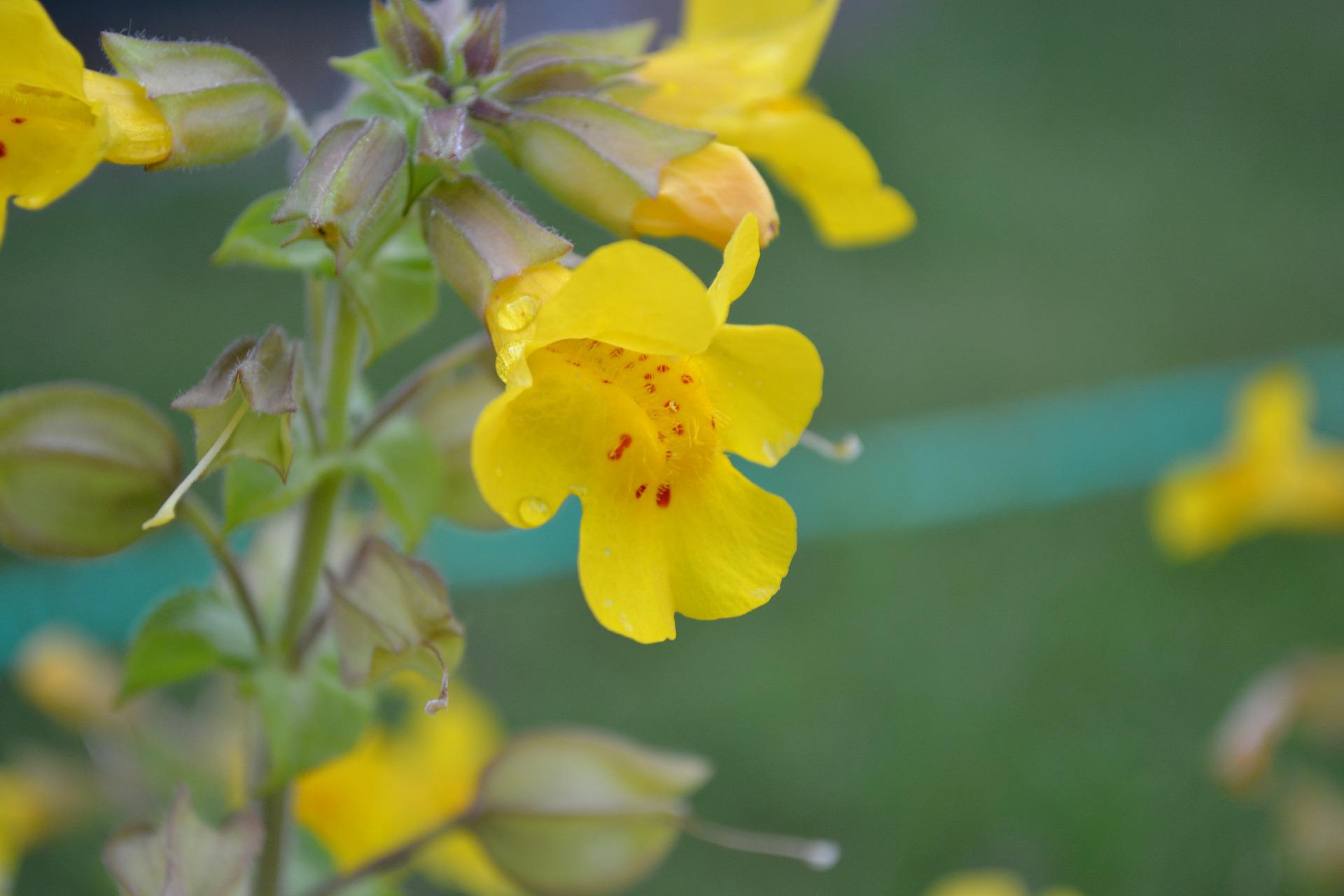 Bachovy květové esence - Mimulus 