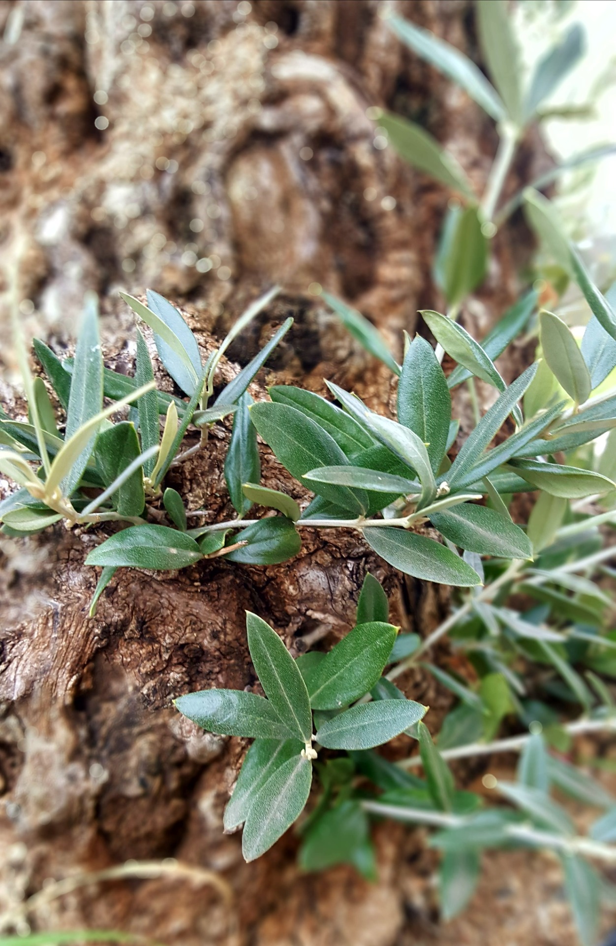 Bachovy květové esence - Olive 