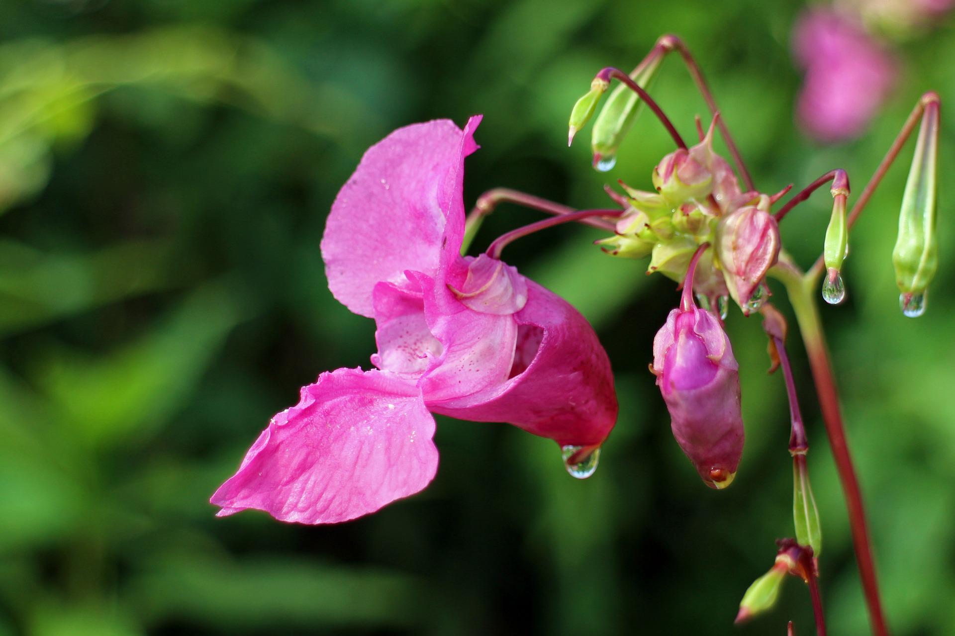 Bachovy květové esence - Impatiens 