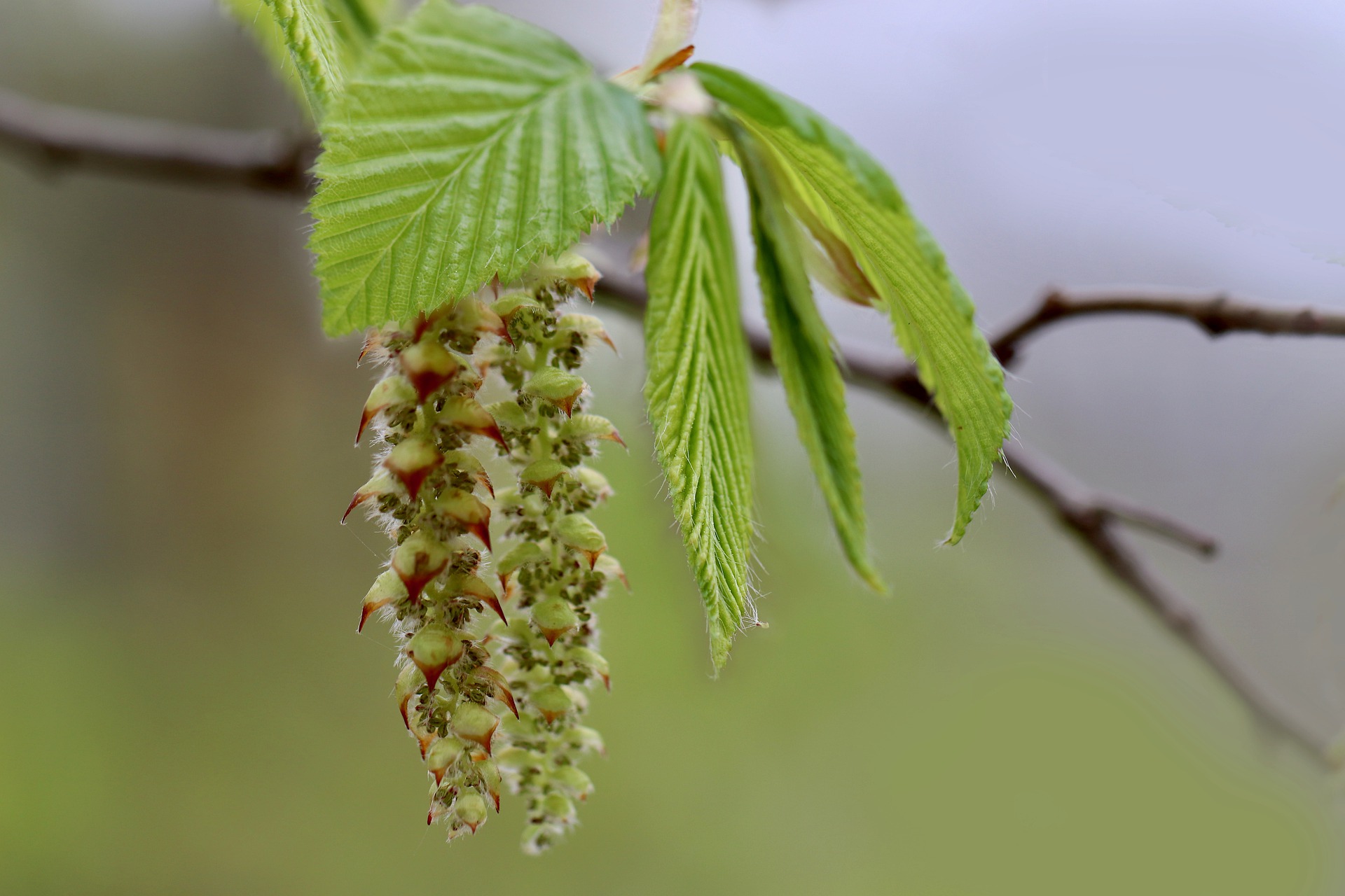 Bachovy květové esence - Hornbeam 