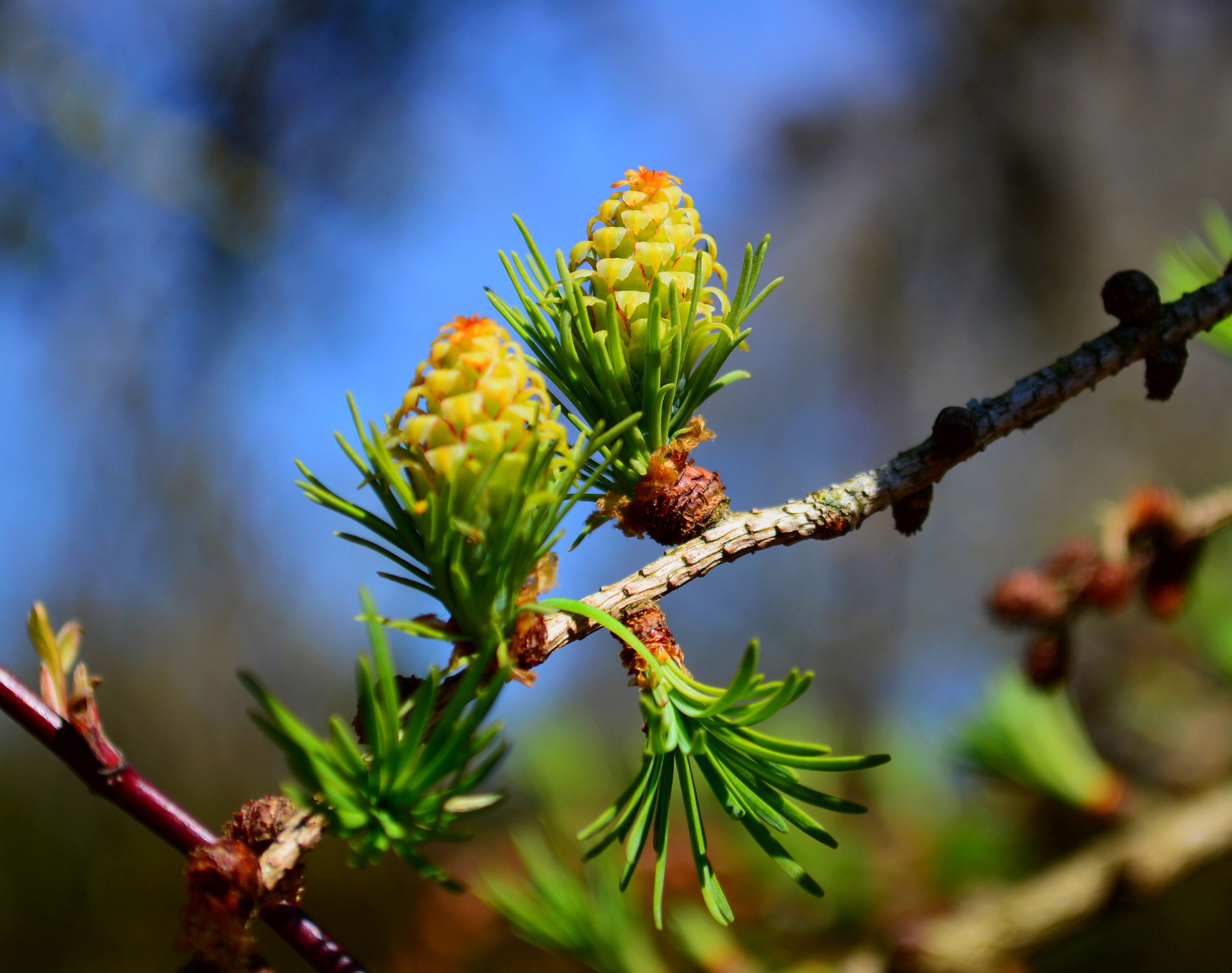 Bachovy květové esence - Larch 