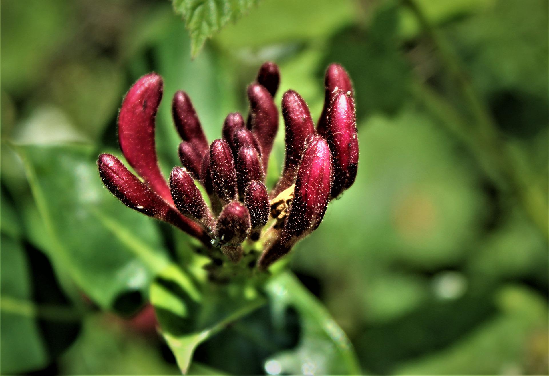 Bachovy květové esence - Honeysuckle 