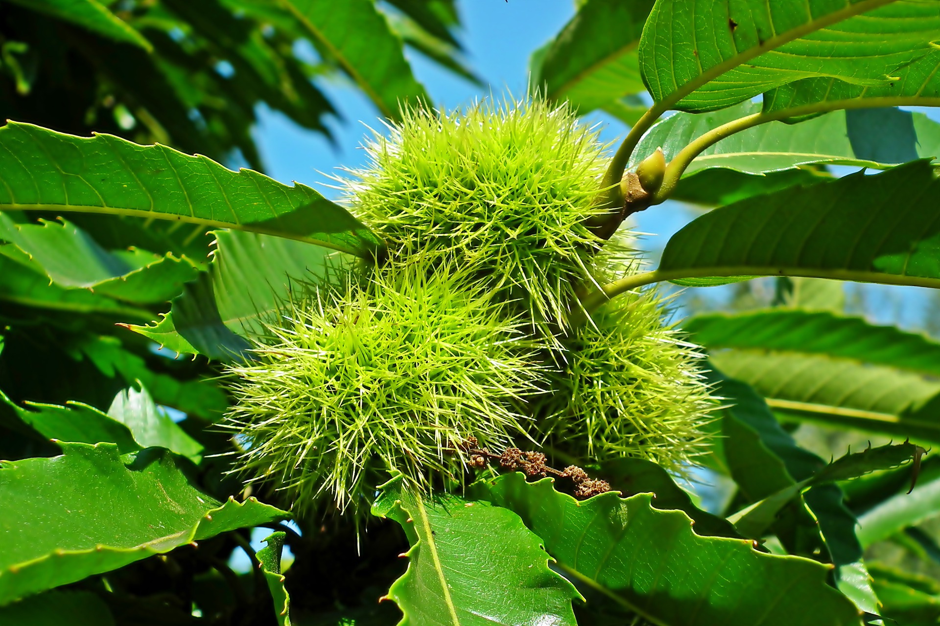 Bachovy květové esence - Sweet Chestnut