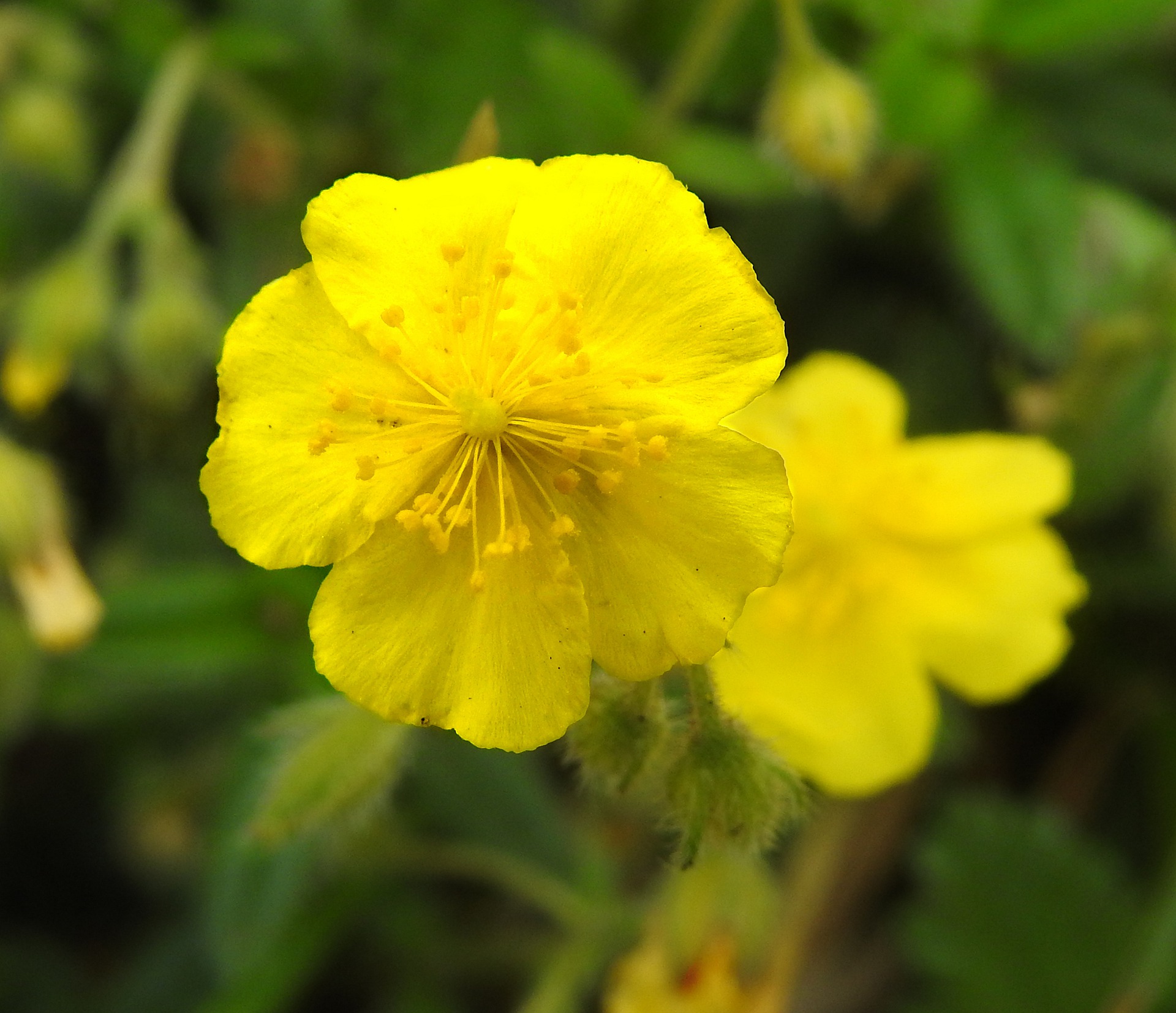 Bachovy květové esence - Rock Rose 