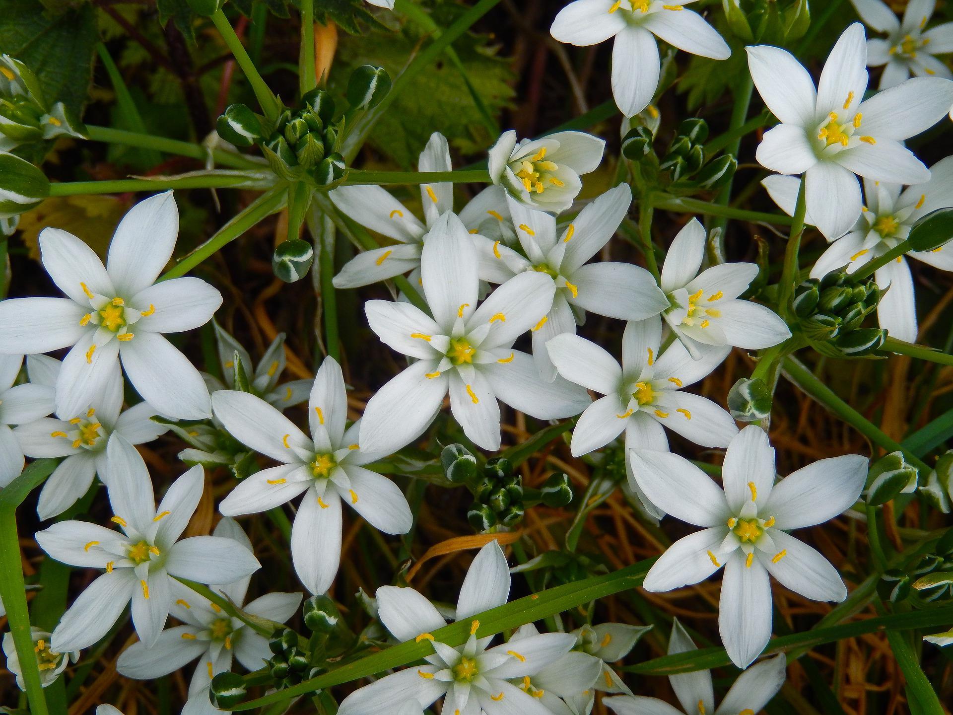 Bachovy květové esence - Star of Bethlehem