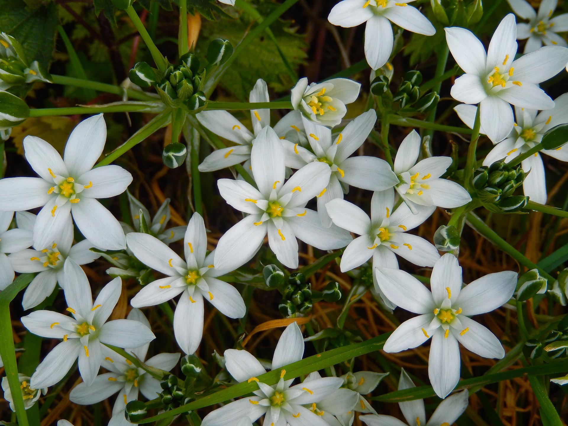 Bachovy květové esence - Star of Bethlehem 