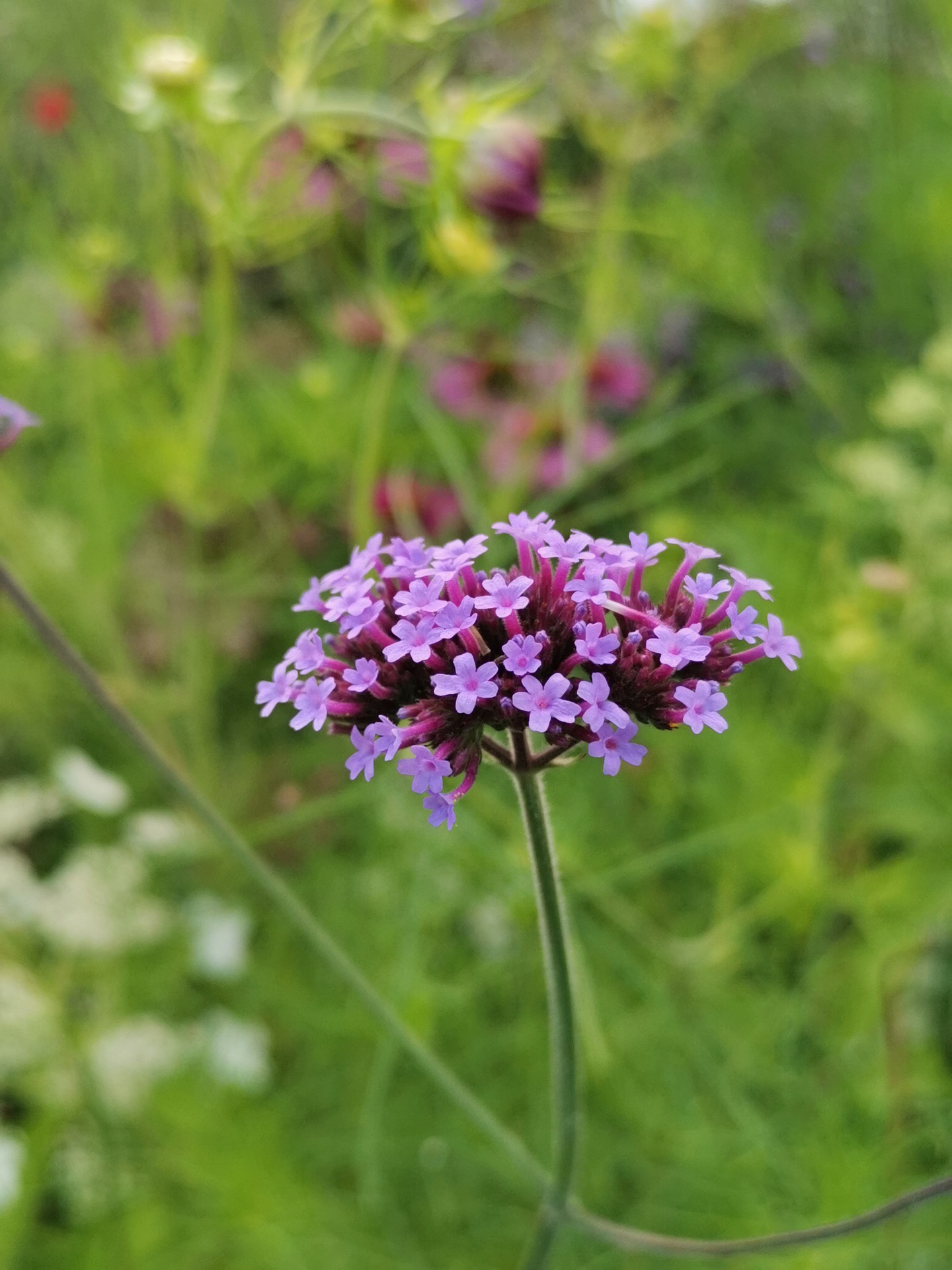 Bachovy květové esence - Vervain