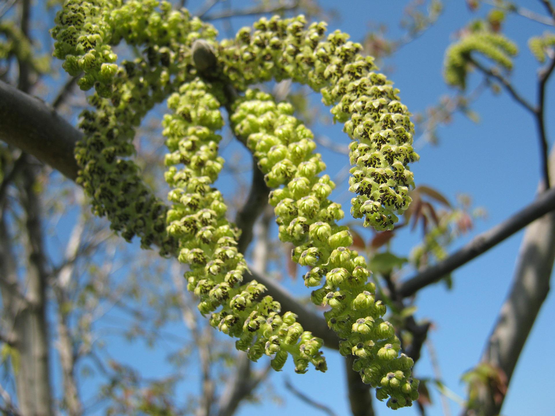 Bachovy květové esence - Walnut